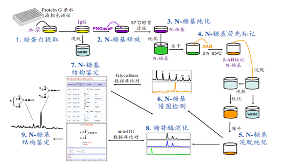 百洋唐科糖基分析系列产品和服务